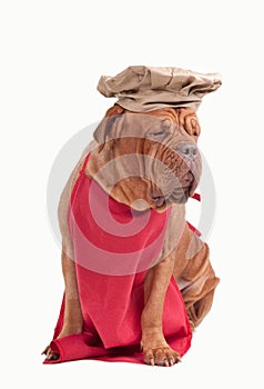 Dog dressed like chef with red apron and chef hat