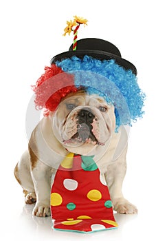 Dog dressed like a clown