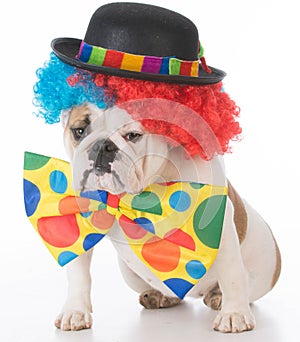 dog dressed like a clown