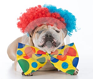 dog dressed like a clown