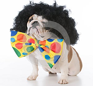 dog dressed like a clown