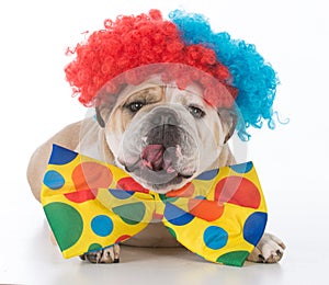 dog dressed like a clown