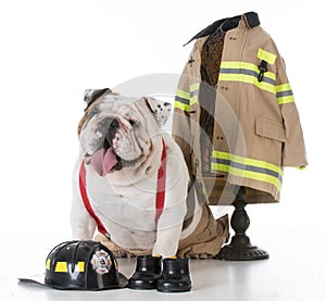 dog dressed like a firefighter