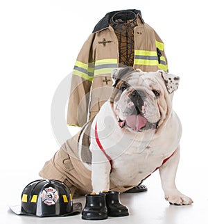 dog dressed like a firefighter