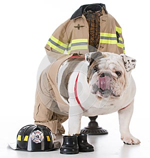 dog dressed like a firefighter