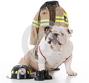 dog dressed like firefighter
