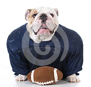 Dog dressed like football player