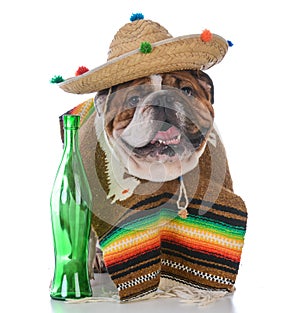 dog dressed like a mexican