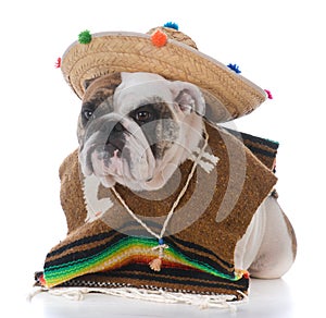 dog dressed like a mexican