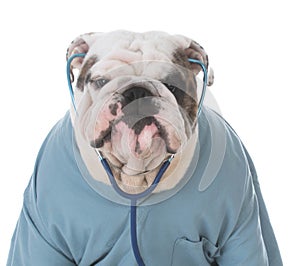 dog dressed like veterinarian