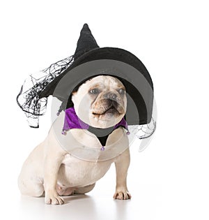 Dog dressed like a witch