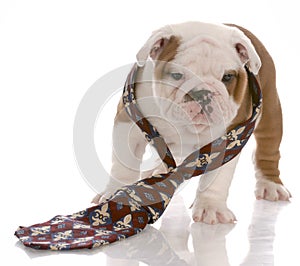 Dog dressed in man's tie