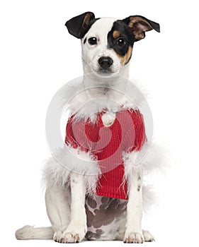 Dog dressed in red Christmas outfit photo