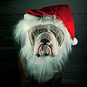 Dog dressed Santa Claus