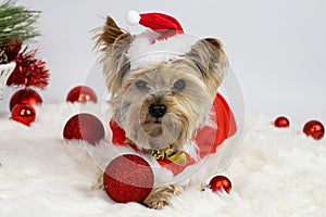 A dog dressed in a santa claus costume lies on a soft rug, looks at the camera.