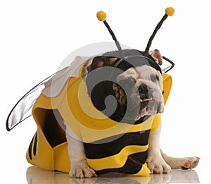 Dog dressed up as a bee
