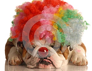 Dog dressed up as clown