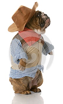 Dog dressed up as a cowboy