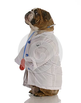 Il cane Vestito su come medico 