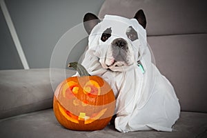 Dog dressed up as a ghost and halloween glowing pumpkin at home