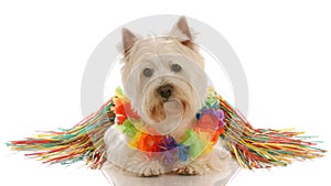 Dog dressed up as hula dancer
