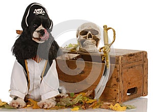 Dog dressed up as a pirate