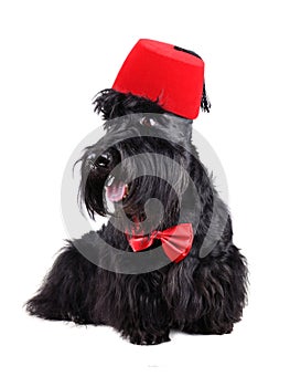 Dog dressed-up in bow tie and fez