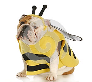 Dog dressed up like a bee