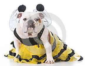 dog dressed up like a bee