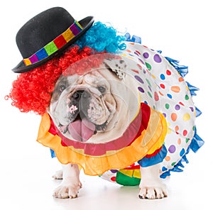 dog dressed up like a clown