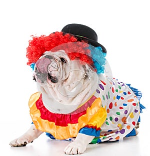dog dressed up like a clown