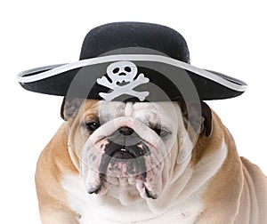 dog dressed up like a pirate