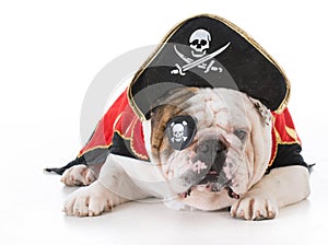 dog dressed up like a pirate