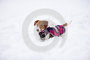 Dog dressed in warm jacket winter fashion season 2017