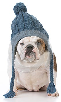 Dog dressed for winter