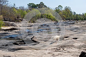 a dog on dried river