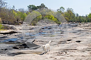 a dog on dried river