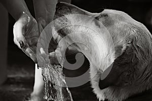 Dog drinking