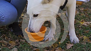 The dog is drinking from a bowl for a walk.