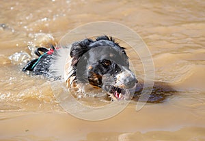 Dog drinking dirty water in a swim hole