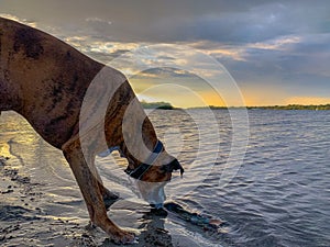 Dog drinking from lake at sunset