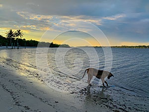 Dog drinking from lake at sunset