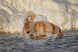 Dog drinking in Pamukkale Turkey