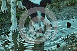 Dog drinking in a pool of water