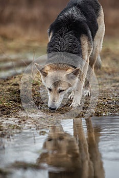 Dog drinking from a rain puddle at nature