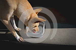 Dog drinking thirsty water