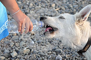 Dog drinking water