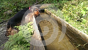 Dog drinking water at Apuseni Mountain