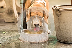 Dog drinking water from a bowl