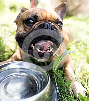 Dog drinking water from a bowl outdoors